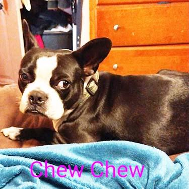media/Pardon My French Puppies Chew Chew.jpg